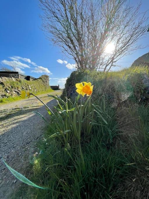 The Hut@Trefechan Wen - Coastal Coziness! Goodwick Esterno foto